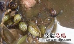 鱼胶橄榄煲汤的功效与作用 橄榄煲汤的功效与作用