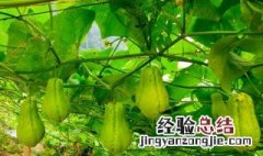 洋瓜的功效与作用 洋瓜的功效与作用吃法
