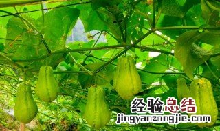 洋瓜的功效与作用 洋瓜的功效与作用吃法
