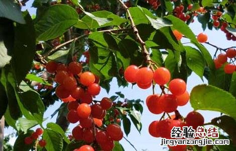 樱桃吃多了会怎么样 樱桃吃多了会怎么样视频