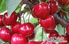 樱桃吃多了会怎么样 樱桃吃多了会怎么样视频