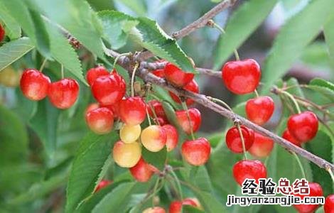樱桃吃多了会怎么样 樱桃吃多了会怎么样视频