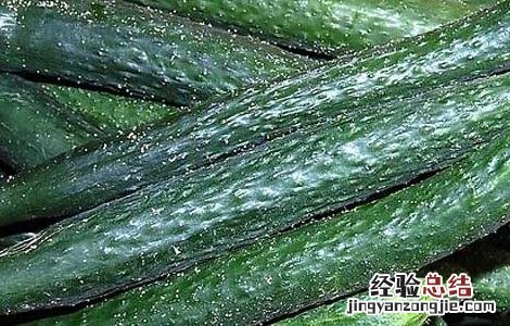 黄瓜面膜的做法窍门 黄瓜面膜的做法
