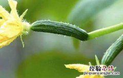 怎样区分黄瓜上有没有避孕药 避孕黄瓜的鉴别方法
