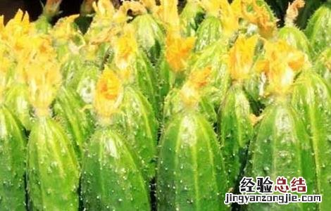 怎样区分黄瓜上有没有避孕药 避孕黄瓜的鉴别方法
