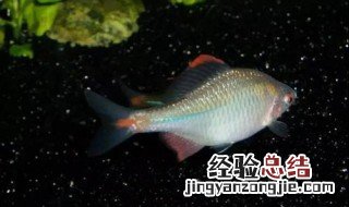 鳑鲏鱼没有河蚌怎么繁殖 鳑鲏没有河蚌怎么繁殖