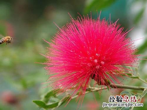 合欢花的营养价值