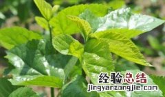 桑叶能泡茶喝吗有什么功效 桑叶能泡茶喝吗有什么功效和作用