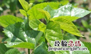 桑叶能泡茶喝吗有什么功效 桑叶能泡茶喝吗有什么功效和作用