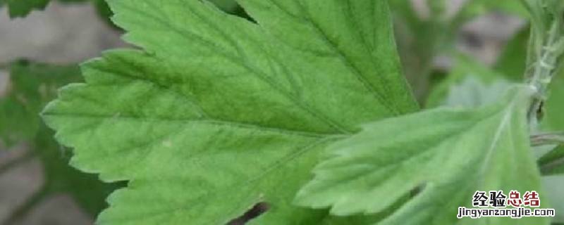 烧艾草能驱蚊子吗 烧艾草可以驱蚊吗
