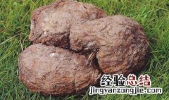 伏芩是什么 伏芩是什么意思