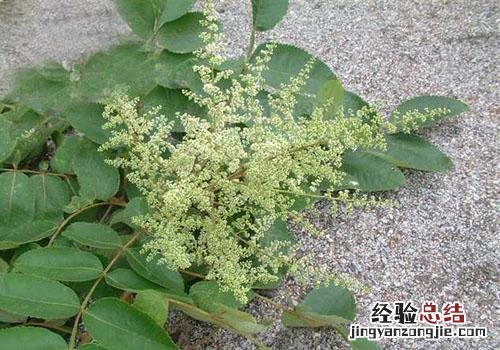 五倍子的营养价值