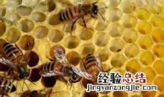 蜜蜂冬天几天喂一次 蜜蜂冬天几天喂一次水