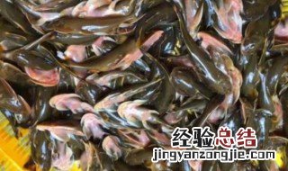 怎样做巴子鱼 巴子鱼的做法
