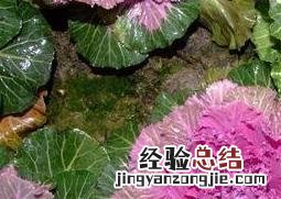 羽衣甘蓝种植方法和注意事项 羽衣甘蓝的种植技巧和病虫害防治