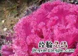 羽衣甘蓝种植方法和注意事项 羽衣甘蓝的种植技巧和病虫害防治