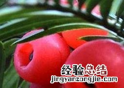红豆杉的功效与作用图片 红豆杉的功效与作用