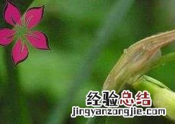 夏雪片莲的作用与功效 雪莲的主要功效与作用