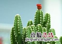 万重山的作用与药用价值 植物万重山有什么作用