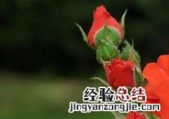 月季花病虫害有哪些 月季花病虫害有哪些危害