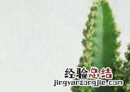 种植万重山有什么好处 如何种植万重山