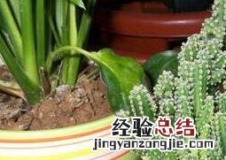 种植万重山有什么好处 如何种植万重山