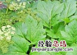 长寿草如何养殖视频 长寿草如何养殖