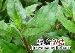长寿草如何养殖视频 长寿草如何养殖