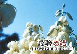 凤尾兰的花有什么药用价值 凤尾兰的功效与作用有哪些