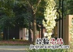 凤尾兰的花有什么药用价值 凤尾兰的功效与作用有哪些