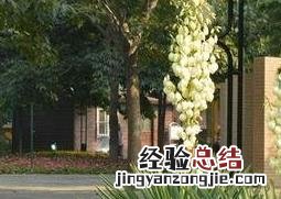 凤尾兰的花有什么药用价值 凤尾兰的功效与作用有哪些