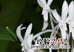 风兰的功效与作用及食用方法禁忌 风兰的功效与作用及食用方法