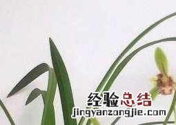 风兰的功效与作用及食用方法禁忌 风兰的功效与作用及食用方法