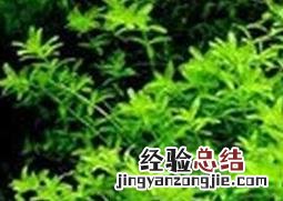 珍珠草繁殖快吗 珍珠草怎么繁殖