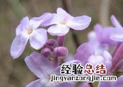 莞花的功效与作用 芫花的功效与作用用量