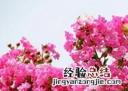 紫薇花的病虫害防治法 紫薇花的病虫害防治法是什么