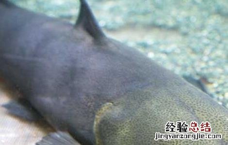 鲶鱼的营养价值有哪些 鲶鱼的营养价值有哪些品种