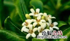 七里香的功效与作用 七里香的功效与作用及禁忌