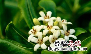 七里香的功效与作用 七里香的功效与作用及禁忌