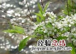 米饭花的药用功效与作用 米饭花的药用功效与作用禁忌