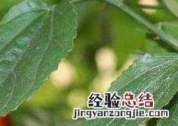 悬铃花养殖技术 悬铃花好养吗