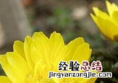 福寿草的功效与作用 福寿草的功效与作用图片