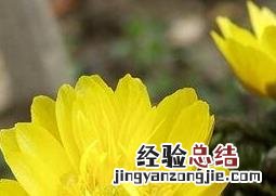 福寿草的功效与作用 福寿草的功效与作用图片