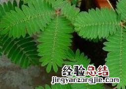知羞草有什么功效 知羞草有什么功效与作用