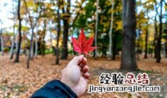 描写扫落叶的唯美句子简短 描写扫落叶的唯美句子