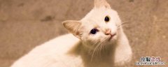 重庆流浪猫收容中心电话 重庆流浪猫收容中心在哪里