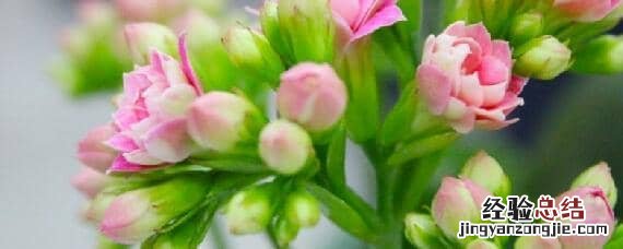 长寿花怎么摘心促花 长寿花如何促花苞