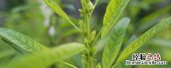 芝麻适合什么土壤 芝麻适合生长在土壤中吗