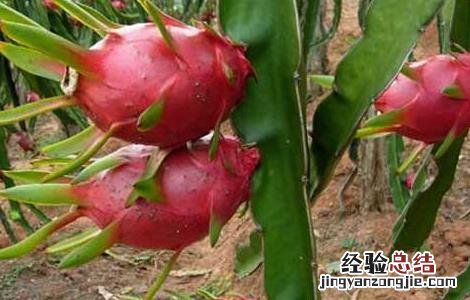 孕妇吃火龙果有什么效果 孕妇吃火龙果的好处