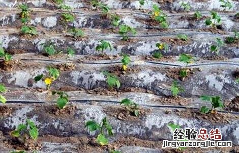 滴灌使用过程中常见误区 滴灌使用方法中存在的问题有哪些